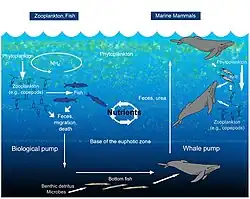 Whale pump nutrient cycle
