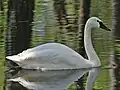 قوی سوت‌زن، C. c. columbianus