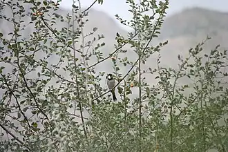 بلبل گوشسفید روی درخت کنار، بهبهان