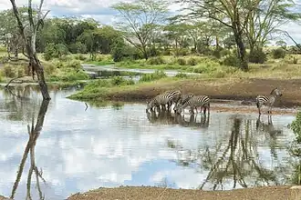 منظره‌ای طبیعی در پارک سرنگتی