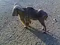 یک بز در کوهستان پارک مشهد