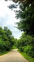 جاده جنگلی زیارو