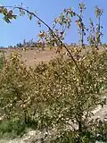 یک درخت سیب در گِل‌کِند