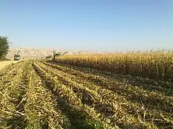 برداشت ذرت در روستای برج بمونی آقا