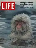 عکس ماکاک ژاپنی روی جلد مجله لایف