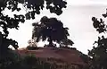 درخت تادانه