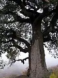 تنه درخت تادانه