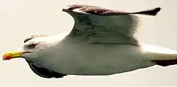کاکایی پازرد