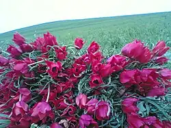 گلهای لاله زنبق - منطقه موران